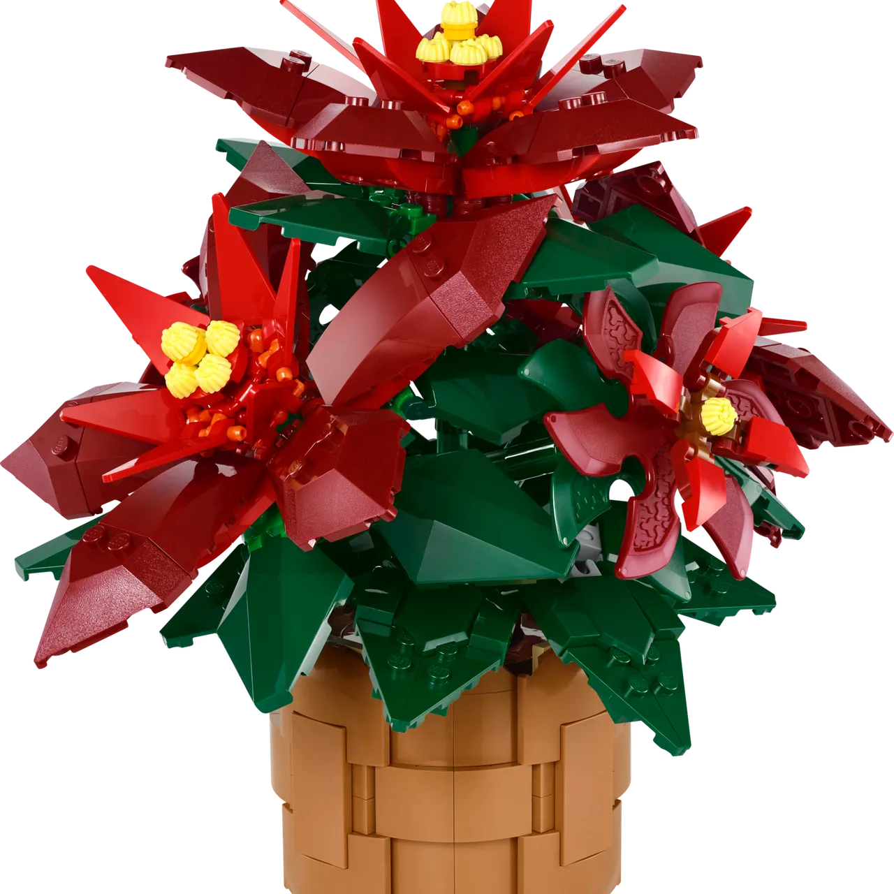 Poinsettia