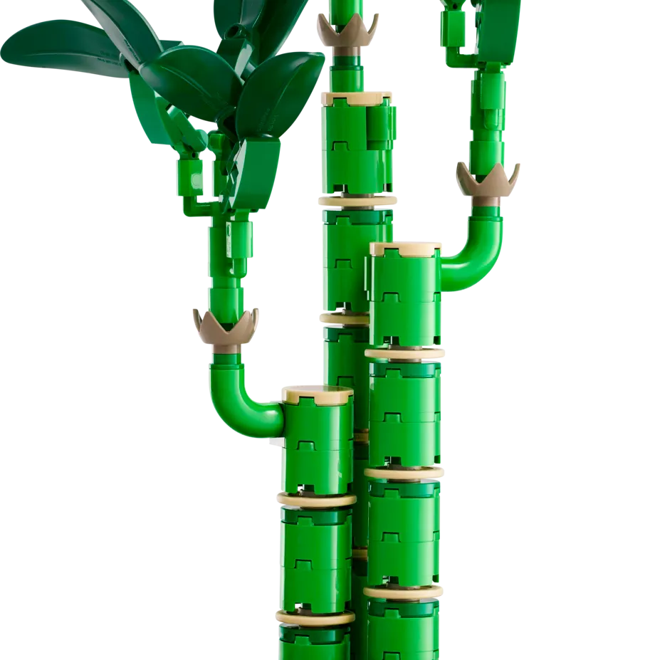 Lucky Bamboo