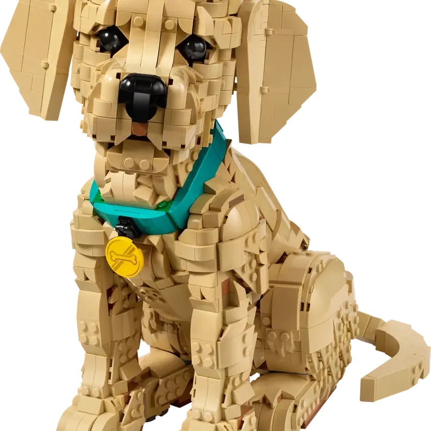 Golden Retriever Puppy