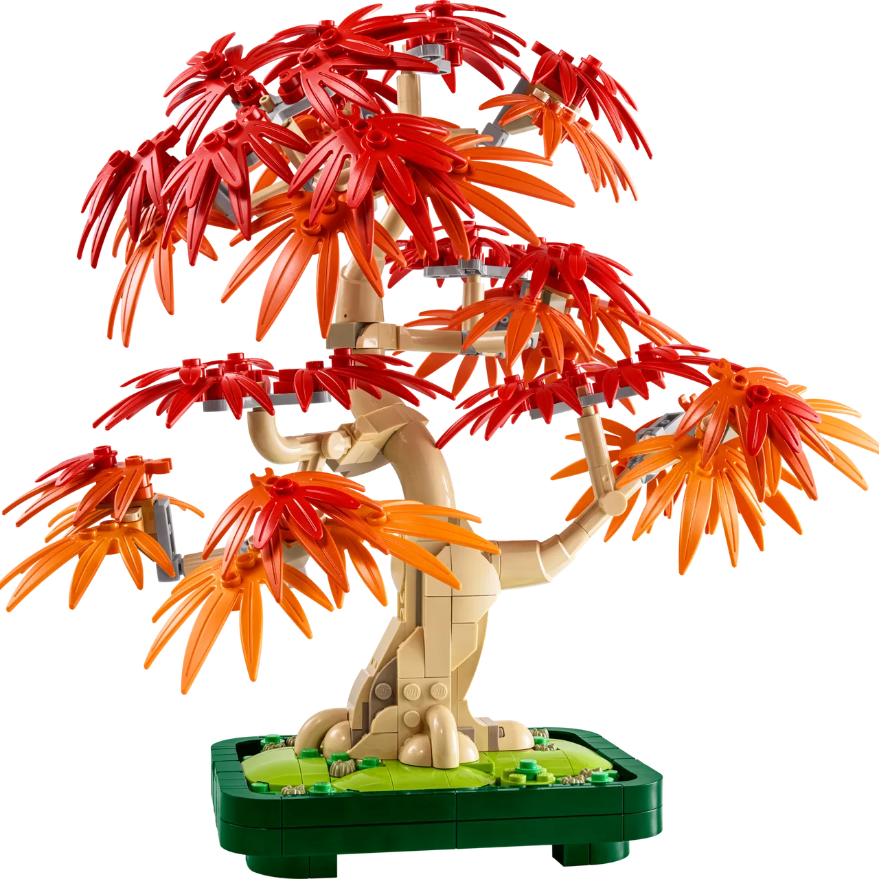 Japanese Red Maple Bonsai Tree