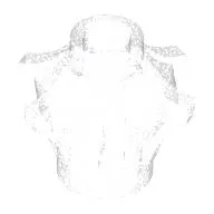 Opal Trans-Clear
