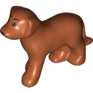 Animal, Dog, Standing with Black Brows, Black Eyes on White Background and Black Nose Print