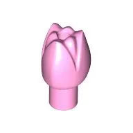 Plant, Flower, Tulip